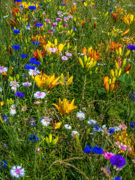 Bellissimo Sfondo Prato Estivo Con Fiori Campo — Foto Stock