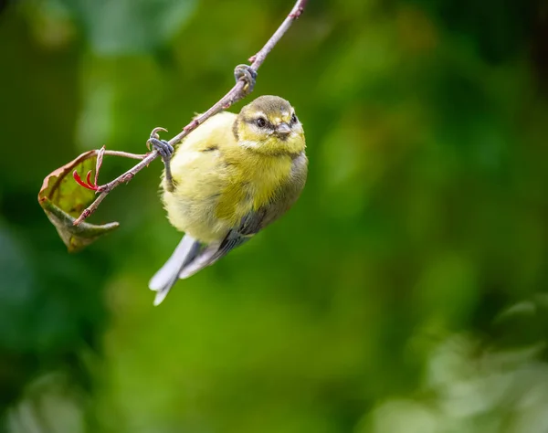 Blue Tit Bird Hanging Twig Tree — Stock Photo, Image