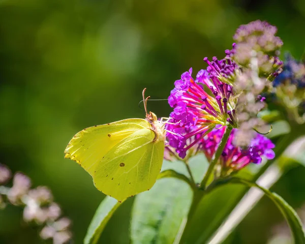 Macro Brimstone Butterfly Summer Lilac Blossom — Stock Photo, Image