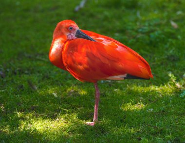 Red Scarlet Ibis (Eudocimus ruber) standing in the grass