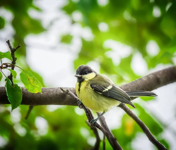 Fechar Grande Pássaro Tit Sentado Uma Árvore — Fotografia de Stock