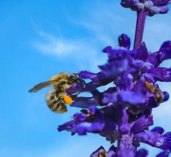 Macro Common Carder Bee Purple Sage Flower Blossom — Zdjęcie stockowe