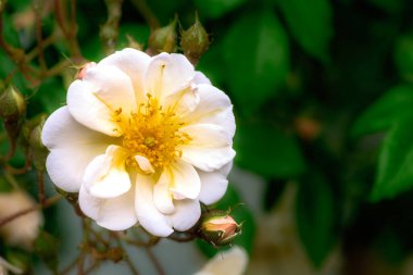Blossom of an white rambling rose flower bush