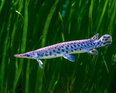 Closeup of a sturgeon fish underwater