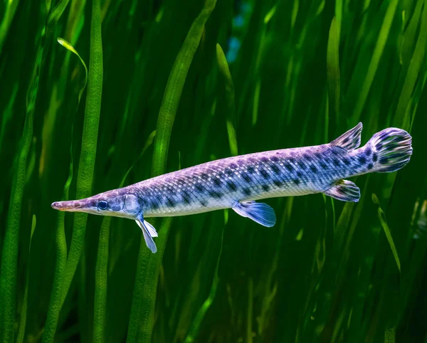 Closeup Sturgeon Fish Underwater — Zdjęcie stockowe