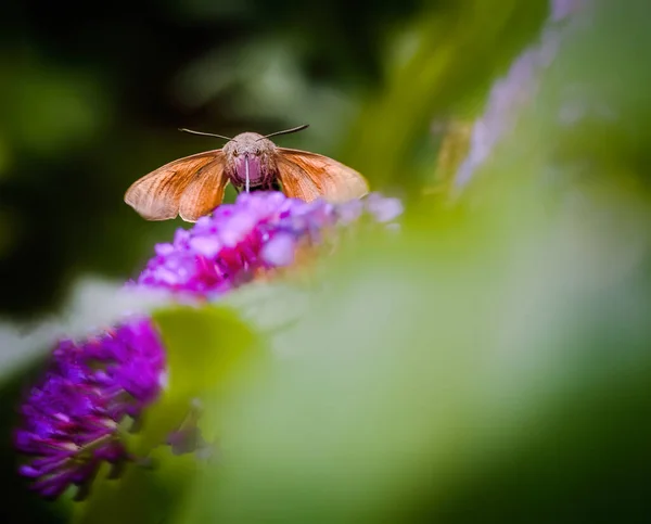 Hummingbird hawk-moth flying to a purple budleia flower