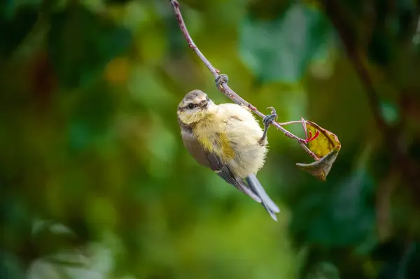 Blue Tit Bird Hanging Twig Tree — стоковое фото