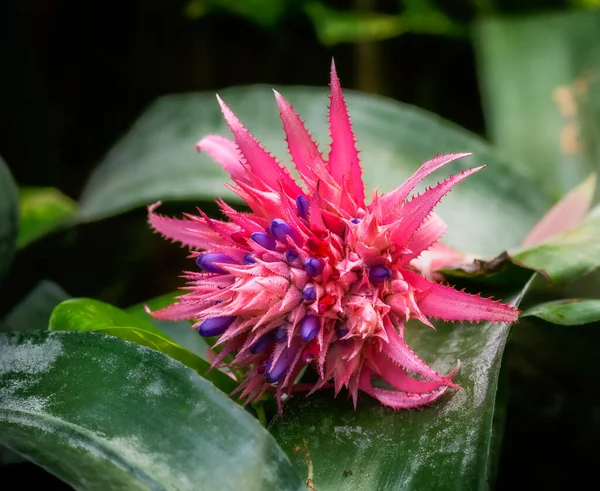 Fleur Torche Flamboyante Tropicale Fleur — Photo