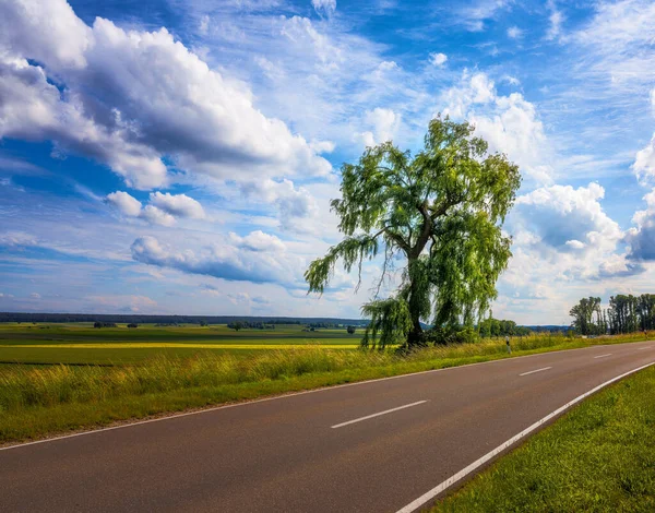 バイエルン州で見られる孤独な木の風景 — ストック写真