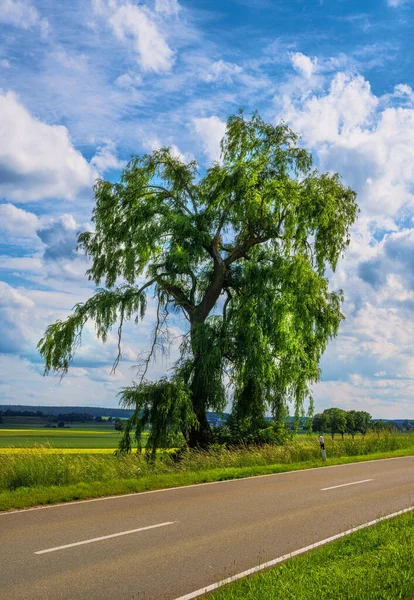 バイエルン州で見られる孤独な木の風景 — ストック写真