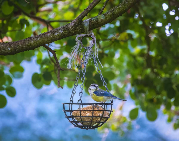 Blue Tit Bird Sitting Bird Feeder — 스톡 사진