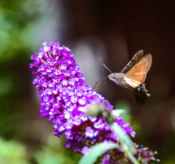 Kolibri Falkenspinner Fliegt Einer Lila Wellensittichblume — Stockfoto