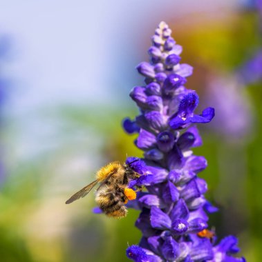 Macro of a common carder bee on a purple sage flower blossom