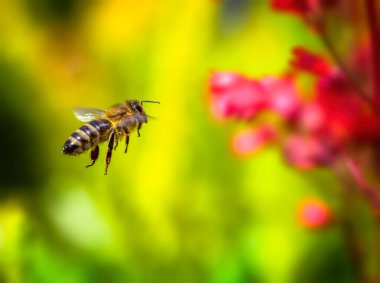 Macro of a bee flying to a red heuchera flower