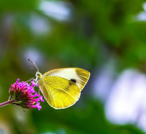 Macro Chou Butterfyl Sur Une Fleur — Photo