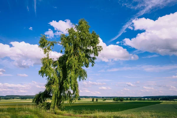 Krajina Osamělým Stromem Bavorsku — Stock fotografie