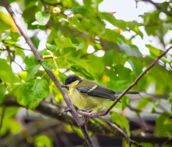 Primer Plano Gran Pájaro Las Tetas Sentado Árbol — Foto de Stock