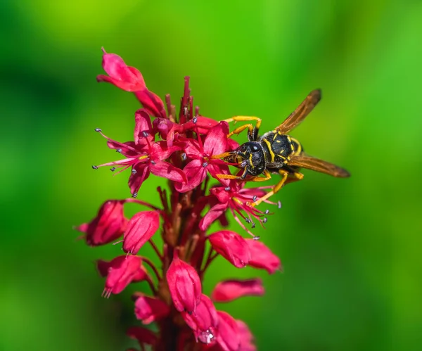 Makro Einer Wespe Auf Den Blüten Einer Persicaria Blume lizenzfreie Stockbilder
