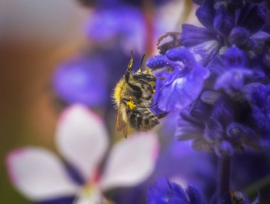 Macro of a common carder bee on a purple sage flower blossom