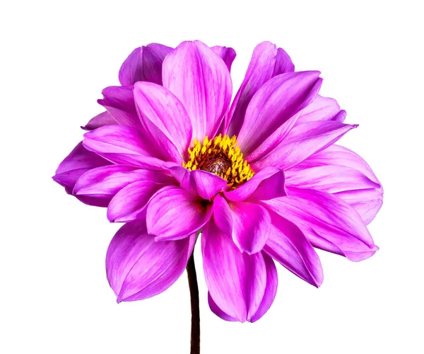 孤立した紫色のダリアの花のマクロ — ストック写真