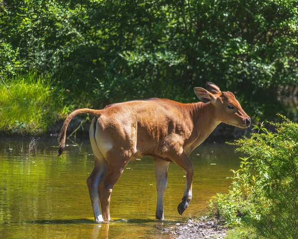 Young Brown Banteng Cattle Standing Water — Stock Photo, Image