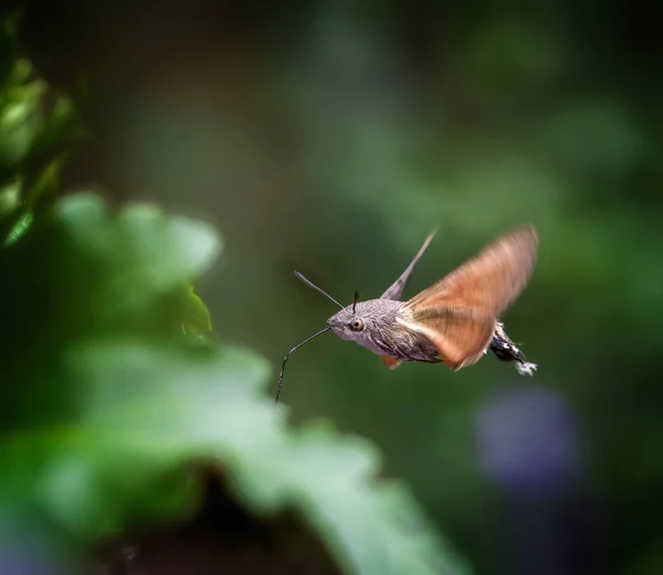 Bir Çiçeğe Uçan Sinekkuşu Güvesi — Stok fotoğraf