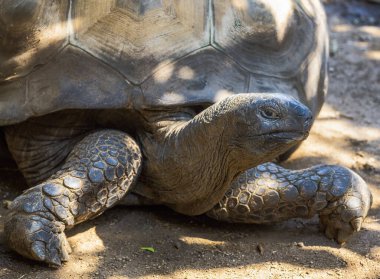 Kaplumbağa sürüngenine yakın çekim.