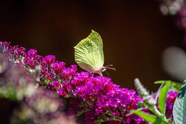 Macro Brimstone Butterfly Summer Lilac Blossom — Foto de Stock