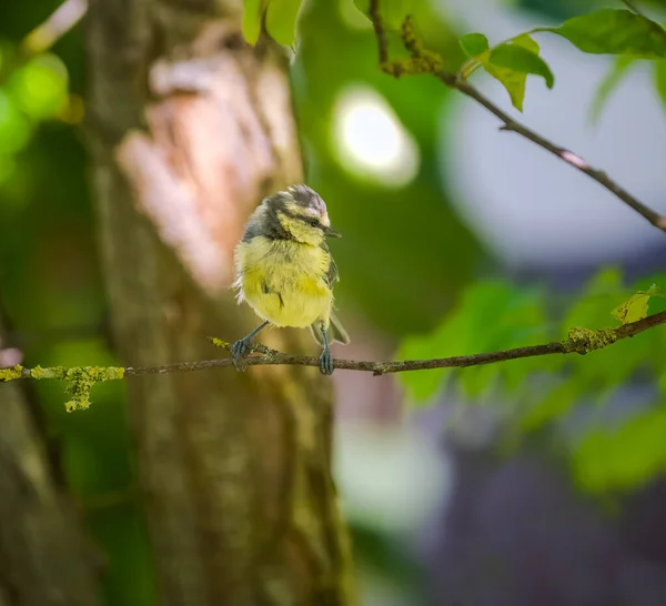 Blaumeisenvogel Sitzt Auf Dem Zweig Eines Baumes — Stockfoto