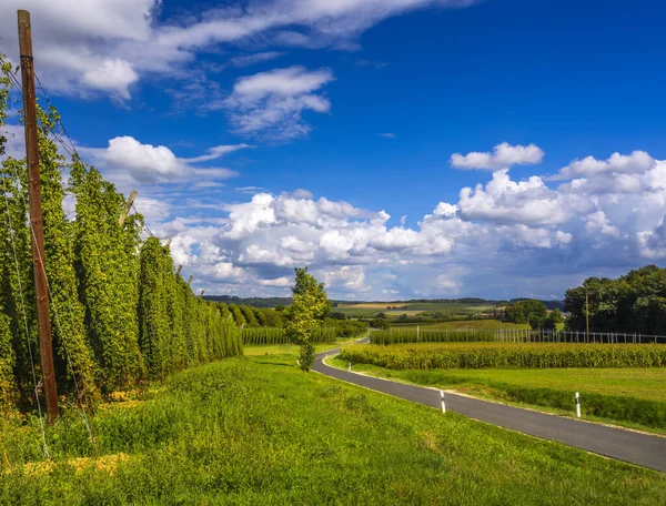 Odla Humle Humle Trädgård Bayern Ett Område Som Kallas Hallertau — Stockfoto