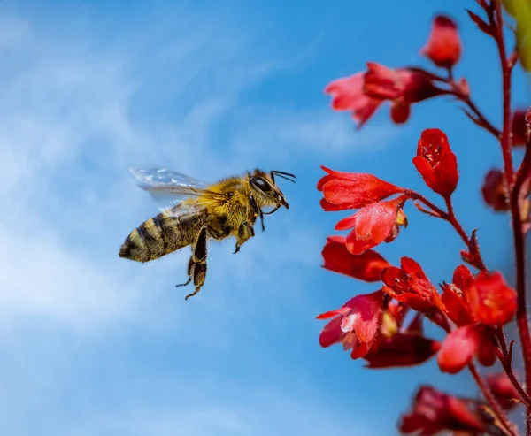 Macro Bee Flying Red Heuchera Flower — Zdjęcie stockowe