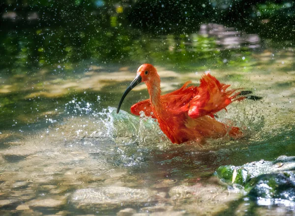 Red Scarlet Ibis Eudocimus Ruber Bathing Water — Foto de Stock