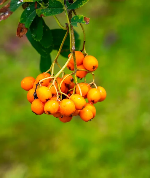 Rowan Berries Mountain Ash Tree Autumn — Stock Photo, Image