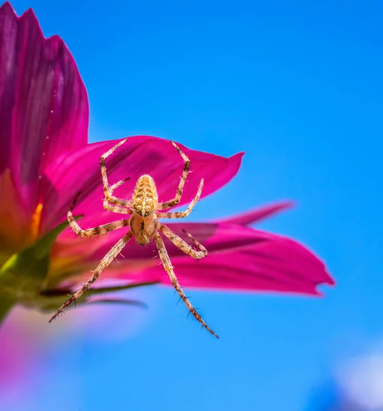 Macro Uma Aranha Jardim Uma Flor Dália Rosa — Fotografia de Stock