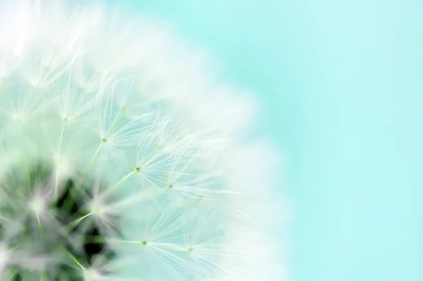 Diente de león — Foto de Stock