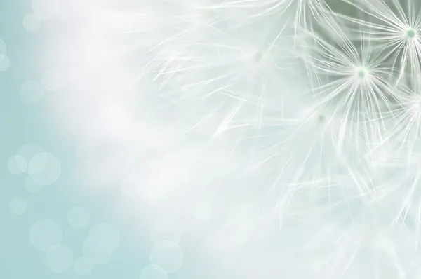 Dandelion — Stock Photo, Image