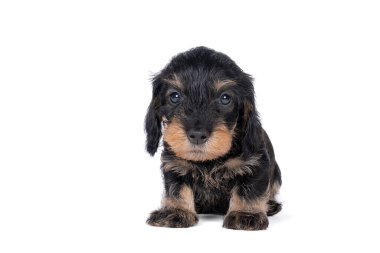 Beyaz arka planda izole edilmiş çift renkli tel saçlı bir Dachshund köpeğinin yakın çekimi.