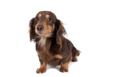 Beyaz arka planda izole edilmiş çift renkli tel saçlı bir Dachshund köpeğinin yakın çekimi.