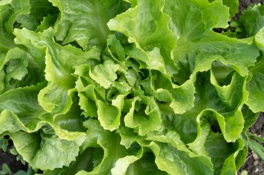 Sebze bahçesinde taze yeşil marul. Yukarıdan görünüyor.