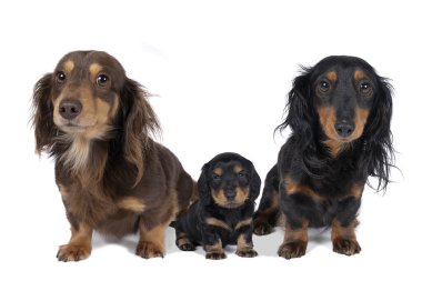 Çift renkli tel saçlı bir Dachshund köpeği ve beyaz arka planda izole edilmiş bir köpek yavrusu.