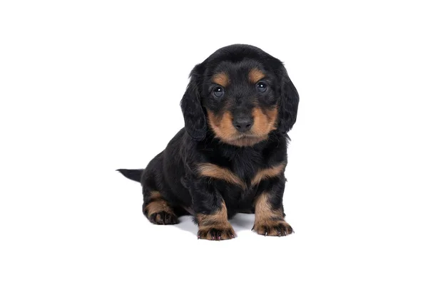 Close Van Een Tweekleurige Dachshund Hond Puppy Geïsoleerd Een Witte — Stockfoto