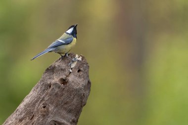 A Great Tit perching on a branch in a forest