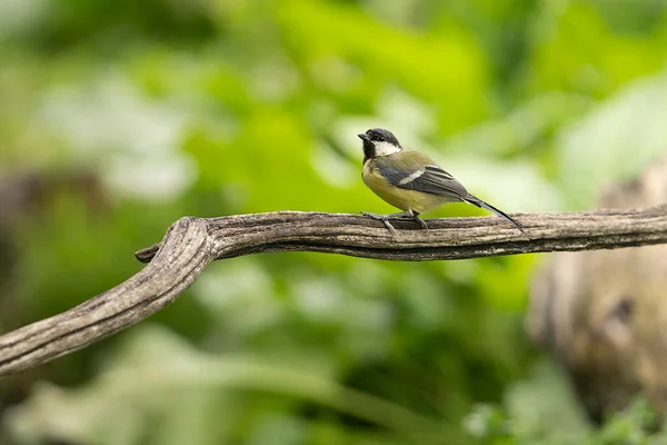 Great Tit Perching Branch Forest — стоковое фото