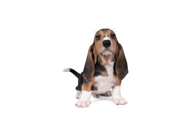 Fransız basset artisien Normand puppy oturuyor ve beyaz bir arka planda tek başına görünüyor.