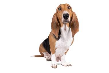 Fransız basset artisien Normand puppy oturuyor ve beyaz bir arka planda tek başına görünüyor.