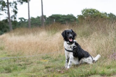 Bir Stabyhoun ya da Frisian Pointing Dog çiçeklenmiş bir fundalıkta oturuyor.