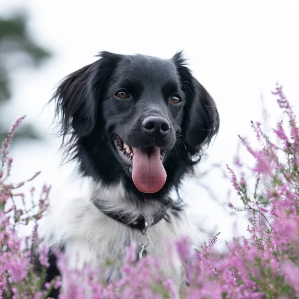 Стабихун Фризская Собака Сидящая Цветущем Вересковом Поле — стоковое фото