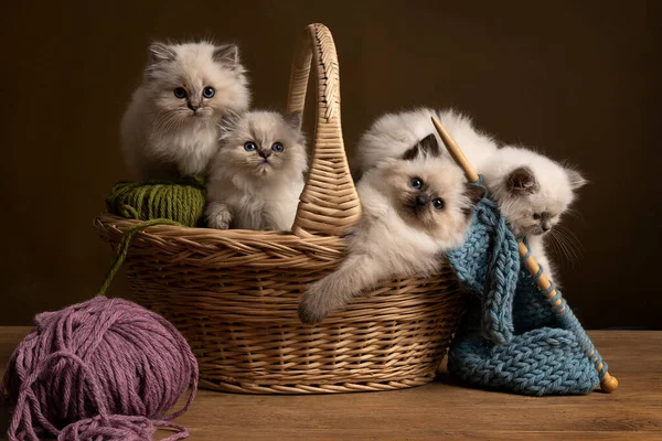 Dört Ragdoll kedisi, küçük şirin kedi portresi, örgü sepetinde oturan kardeşler...