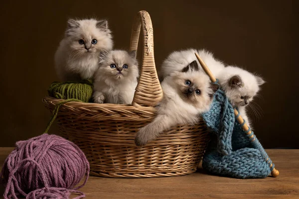 Négy Ragdoll Macskák Kis Aranyos Cica Portré Ban Egy Kötés Stock Fotó