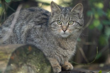 Bir Avrupa Yaban Kedisi - Felis Silvestris Silvestris - Sonbaharda güneşin tadını çıkaran bir ormanda